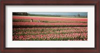 Framed Mother and daughters in field of red tulips, Alkmaar, Netherlands