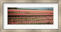 Framed Mother and daughters in field of red tulips, Alkmaar, Netherlands