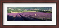 Framed Woman walking through fields of lavender, Provence-Alpes-Cote d'Azur, France