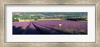 Framed Woman walking through fields of lavender, Provence-Alpes-Cote d'Azur, France