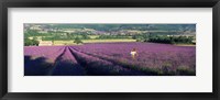 Framed Woman walking through fields of lavender, Provence-Alpes-Cote d'Azur, France