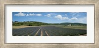 Framed Lavender fields near D701, Simiane-La-Rotonde, Alpes-de-Haute-Provence, Provence-Alpes-Cote d'Azur, France