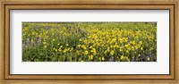 Framed Wildflowers in a field, Crested Butte, Gunnison County, Colorado, USA