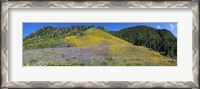 Framed Sunflowers and larkspur wildflowers on hillside, Colorado, USA