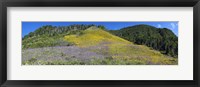 Framed Sunflowers and larkspur wildflowers on hillside, Colorado, USA