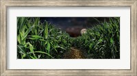 Framed Dark corn field