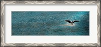 Framed Bird taking off over water