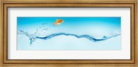 Framed Goldfish jumping out of water