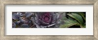 Framed Close-up of leaves and ornamental cabbage with water droplets