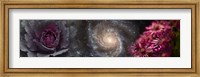 Framed Cabbage with galaxy and pink flowers