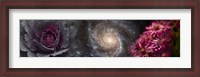 Framed Cabbage with galaxy and pink flowers