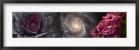 Framed Cabbage with galaxy and pink flowers