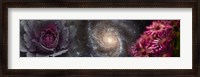 Framed Cabbage with galaxy and pink flowers