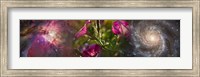 Framed Close-up of flowers and universe