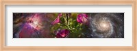 Framed Close-up of flowers and universe