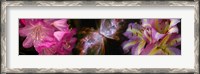 Framed Butterfly nebula with iris and pink flowers