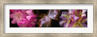 Framed Butterfly nebula with iris and pink flowers