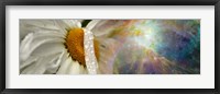 Framed Daisy with Hubble cosmos