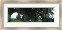 Framed Trees at the Dark Hedges, Armoy, County Antrim, Northern Ireland