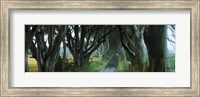 Framed Road at the Dark Hedges, Armoy, County Antrim, Northern Ireland