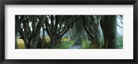 Framed Road at the Dark Hedges, Armoy, County Antrim, Northern Ireland