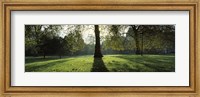 Framed Trees in a park, St. James's Park, Westminster, London, England