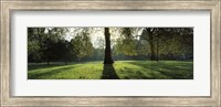 Framed Trees in a park, St. James's Park, Westminster, London, England
