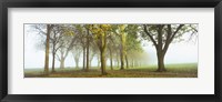 Framed Trees in a park during fog, Wandsworth Park, Putney, London, England