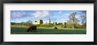 Framed Highland cattle grazing in a field, Helmsley Castle, Helmsley, North Yorkshire, England