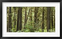 Framed Trees in a forest, Quinault Rainforest, Olympic National Park, Washington State