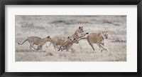 Framed Lioness (Panthera leo) and cubs at play, Kenya