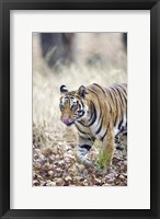 Framed Bengal tiger (Panthera tigris tigris) in a forest, India