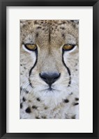Framed Close-up of a cheetah (Acinonyx jubatus), Tanzania