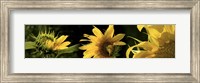 Framed Sunflowers