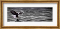 Framed Eagle over water