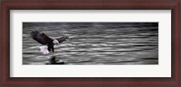 Framed Eagle over water