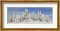 Framed Frost and ice on trees in midwinter, Crater Lake National Park, Oregon, USA