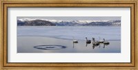 Framed Whooper swans (Cygnus cygnus) on frozen lake, Lake Kussharo, Akan National Park, Hokkaido, Japan