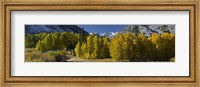 Framed Quaking aspens (Populus tremuloides) in autumn, Californian Sierra Nevada, Bishop, California, USA