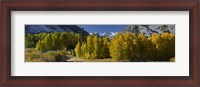 Framed Quaking aspens (Populus tremuloides) in autumn, Californian Sierra Nevada, Bishop, California, USA