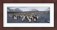 Framed King penguins colony, St Andrews Bay, South Georgia Island