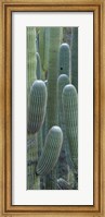 Framed Saguaro cacti, Oro Valley, Arizona, USA