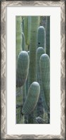 Framed Saguaro cacti, Oro Valley, Arizona, USA