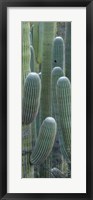 Framed Saguaro cacti, Oro Valley, Arizona, USA