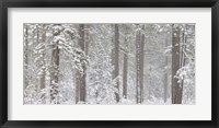 Framed Snow covered Ponderosa Pine trees in a forest, Indian Ford, Oregon, USA