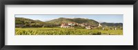 Framed Crop in a vineyard, Weissenkirchen, Wachau, Austria