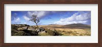 Framed Crooked tree at Feather Tor, Staple Tor, Dartmoor, Devon, England