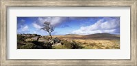 Framed Crooked tree at Feather Tor, Staple Tor, Dartmoor, Devon, England