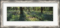 Framed Bluebells growing in a forest, Exe Valley, Devon, England