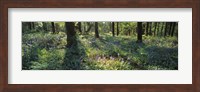 Framed Bluebells growing in a forest, Exe Valley, Devon, England